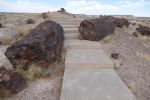 PICTURES/Petrified Wood/t_P1010459.JPG